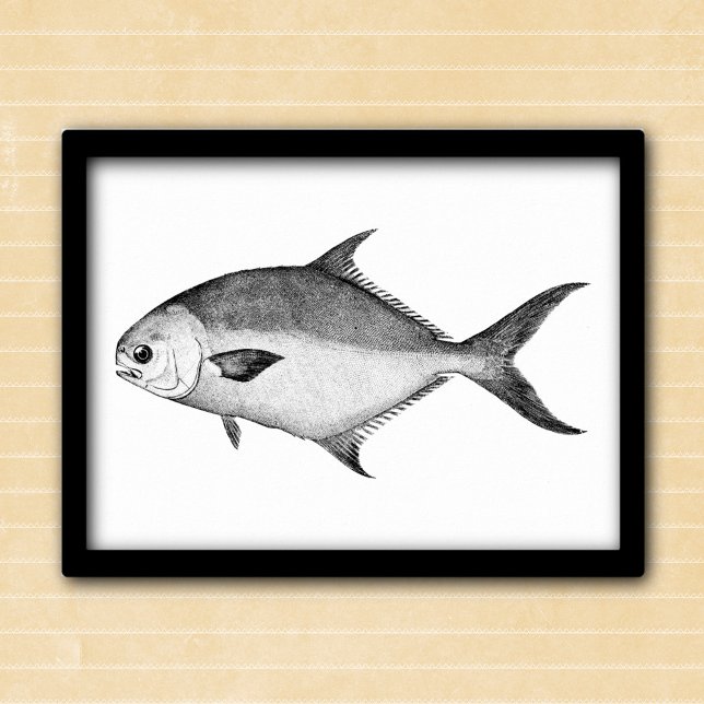 Pompano fish black and white vintage illustration poster (Creator Uploaded)