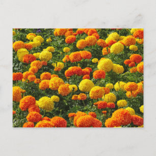 Pompom Chrysanthemums, Roath Park, Cardiff, Wales. Postcard