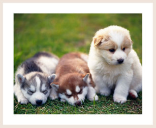 Pomsky Gifts Gift Ideas Zazzle Uk