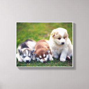 Pomsky puppies Canvas Print