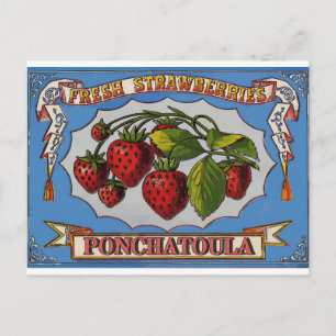 Ponchatoula, LA Strawberries Postcard