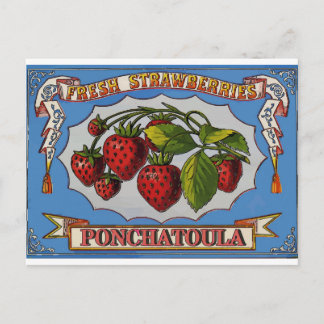 Ponchatoula, LA Strawberries Postcard