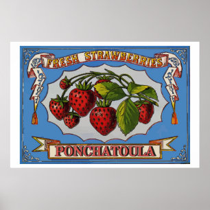 Ponchatoula Strawberries, LA Poster
