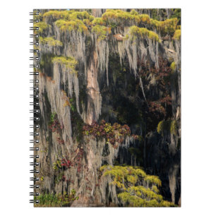 Pond Cypress in Flooded Swamp Notebook