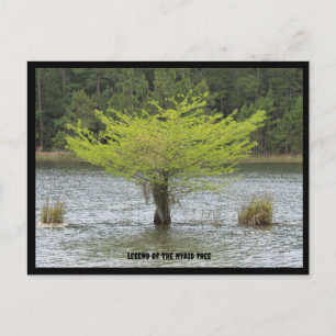 Pond Cypress  Legend Postcard