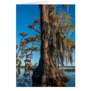 Pond Cypress Tree in a Swamp