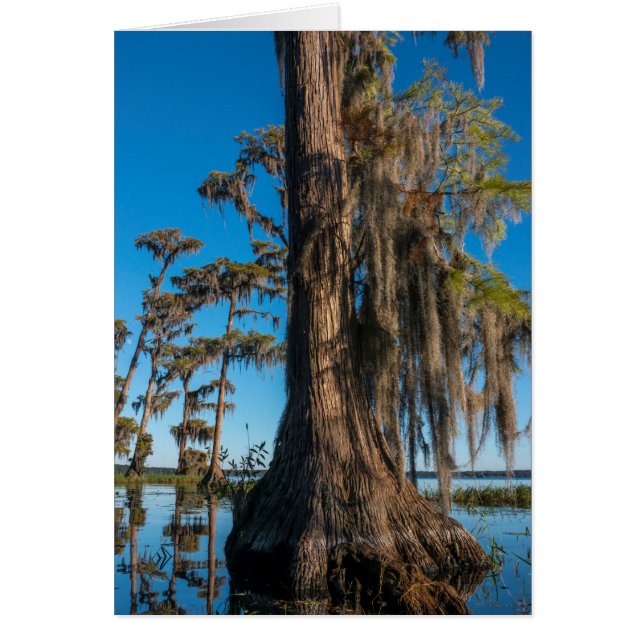 Pond Cypress Tree in a Swamp (Front)