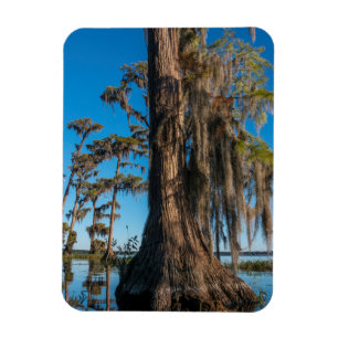 Pond Cypress Tree in a Swamp Magnet