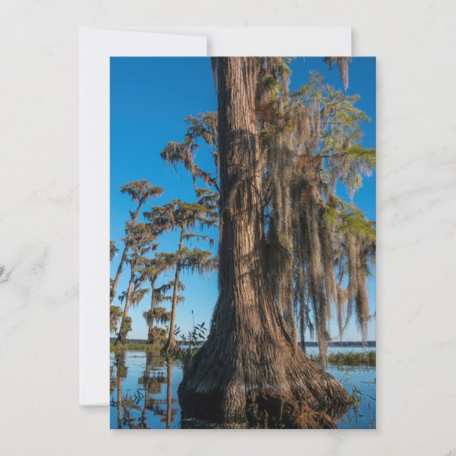 Pond Cypress Tree in a Swamp Thank You Card (Front)