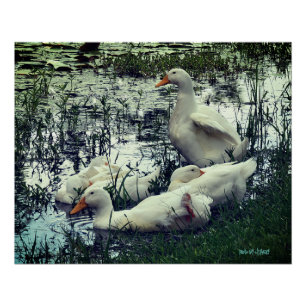 Pond Ducks Animals  Poster