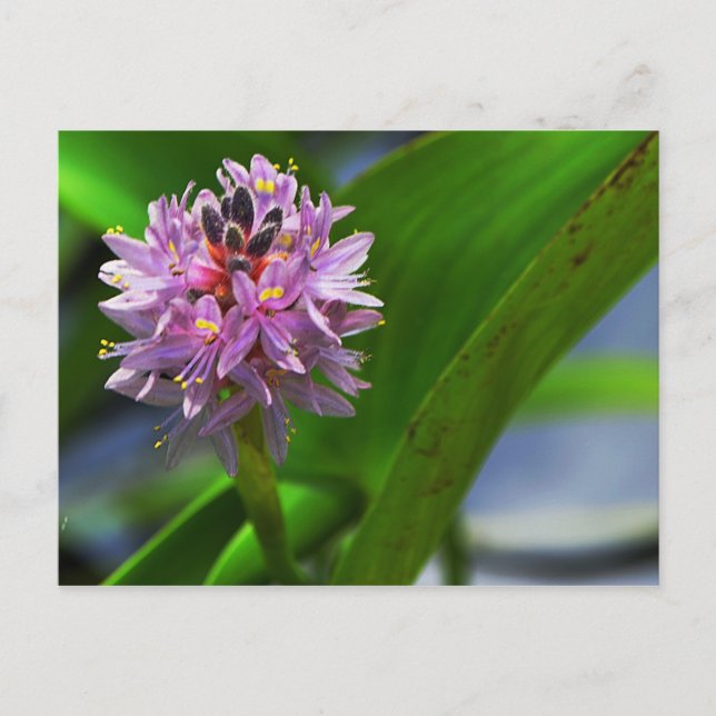 Pond Flower Postcard (Front)