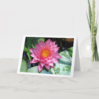 Pond lily card