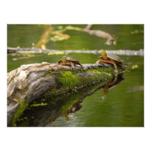 Pond Lounging Turtles