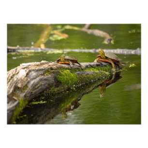 Pond Lounging Turtles Photo Print