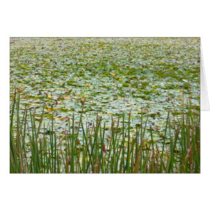 pond plants