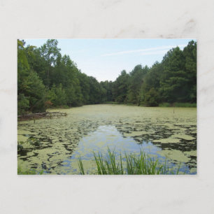 Pond Postcard