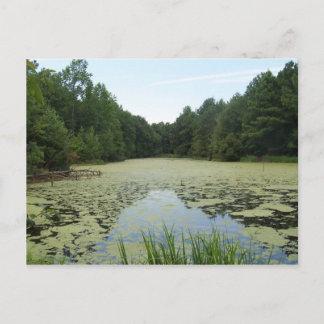 Pond Postcard