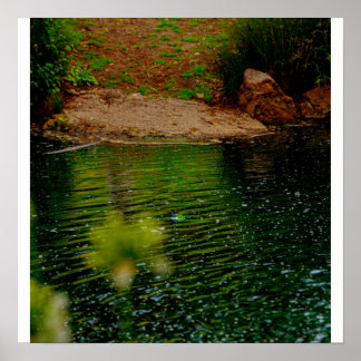 Pond Ripples Poster