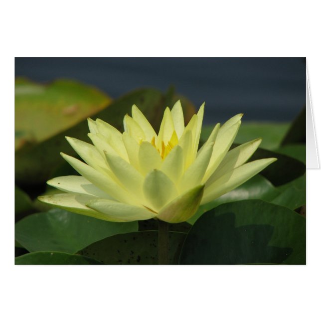 Pond Series (Front Horizontal)