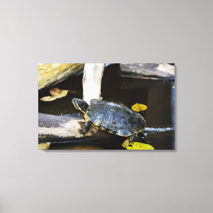 Pond slider turtle in the wild canvas print
