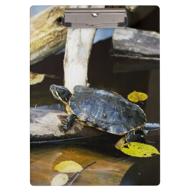 Pond slider turtle in the wild clipboard (Front)