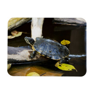 Pond slider turtle in the wild magnet