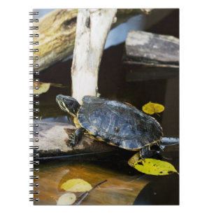 Pond slider turtle in the wild notebook