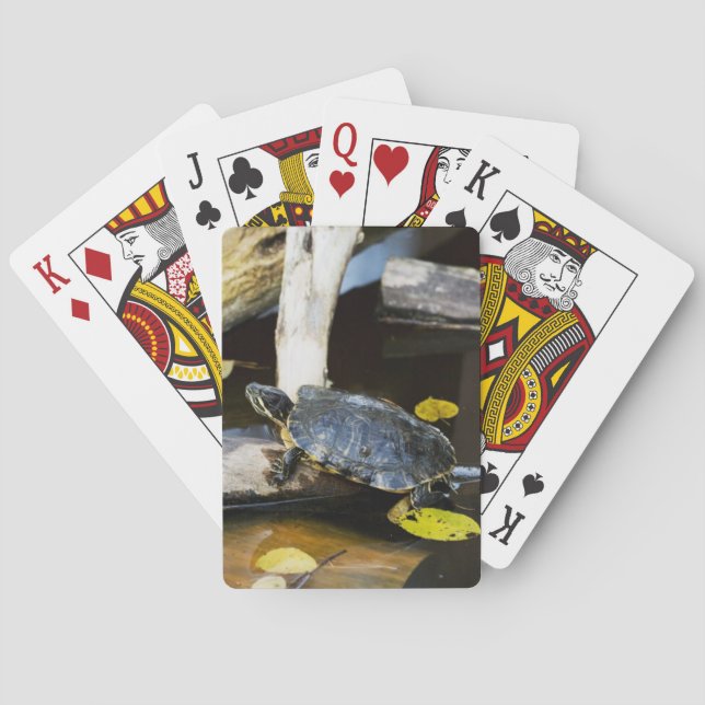 Pond slider turtle in the wild playing cards (Back)