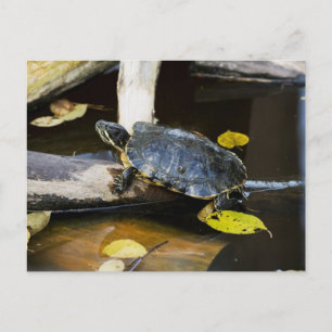 Pond slider turtle in the wild postcard