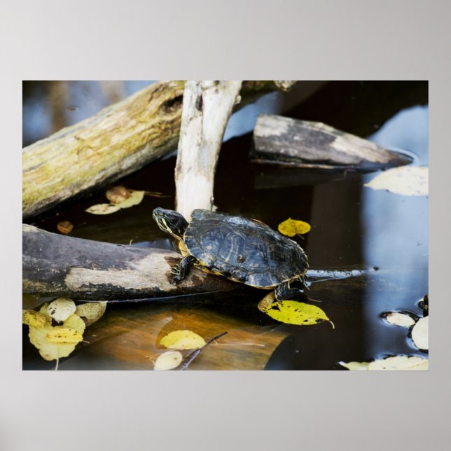 Pond slider turtle in the wild poster (Front)