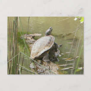 Pond Turtle Postcard
