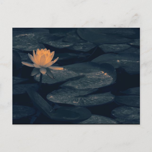 "Pondering At The Pond" - Postcard (Front)