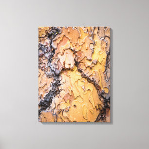 Ponderosa pine bark, Washington Canvas Print