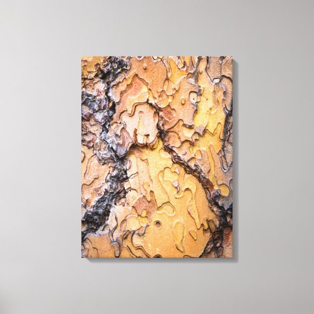 Ponderosa pine bark, Washington Canvas Print (Front)