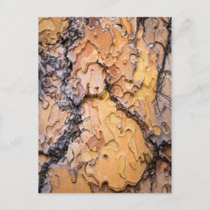 Ponderosa pine bark, Washington Postcard