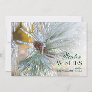 Ponderosa pine needles are encased in ice