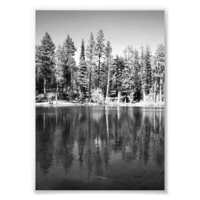 Ponderosa Pines Reflection Photo Print (Front)