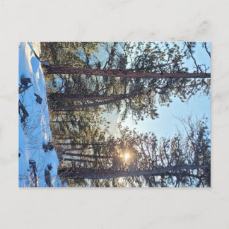 Ponderosa Shine Colorado Mountain Postcard