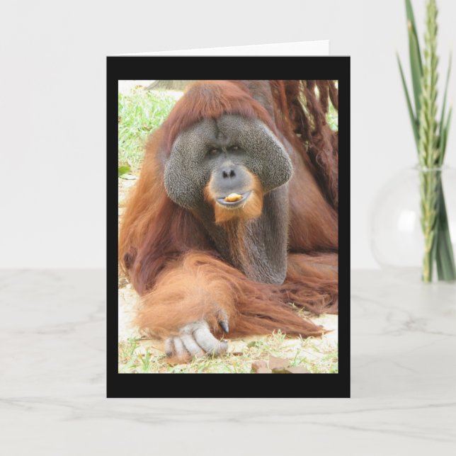 Pongo Orangutan Ape Greeting Card (Front)