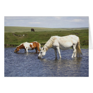 Ponies At Watering Hole blank notelet / card