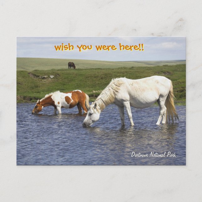 Ponies At Watering Hole post cards (Front)