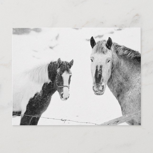 Ponies in Snowstorm Postcard (Front)