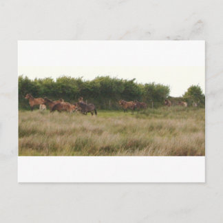ponies.jpg postcard