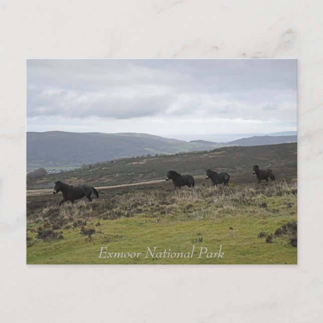 Ponies on Exmoor National Park, England Postcard (Front)