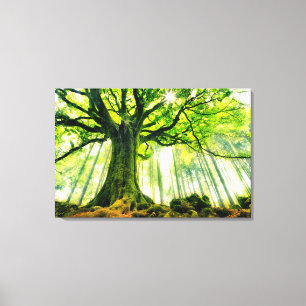 Ponthus' Beech Canvas Print
