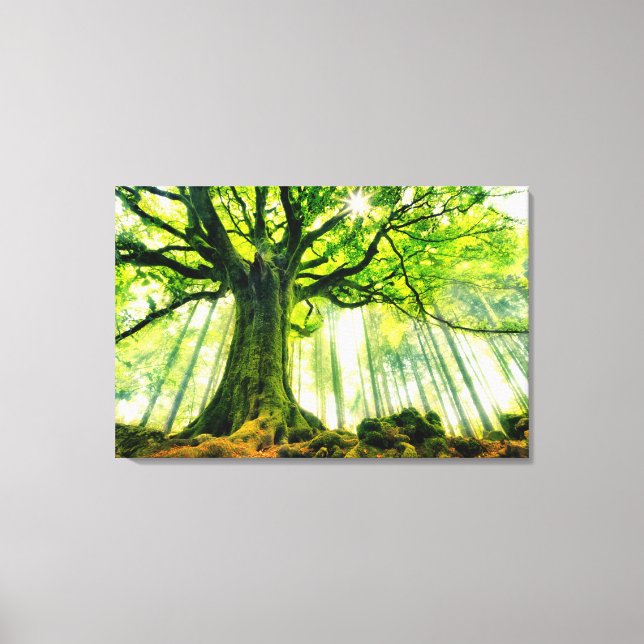 Ponthus' Beech Canvas Print (Front)
