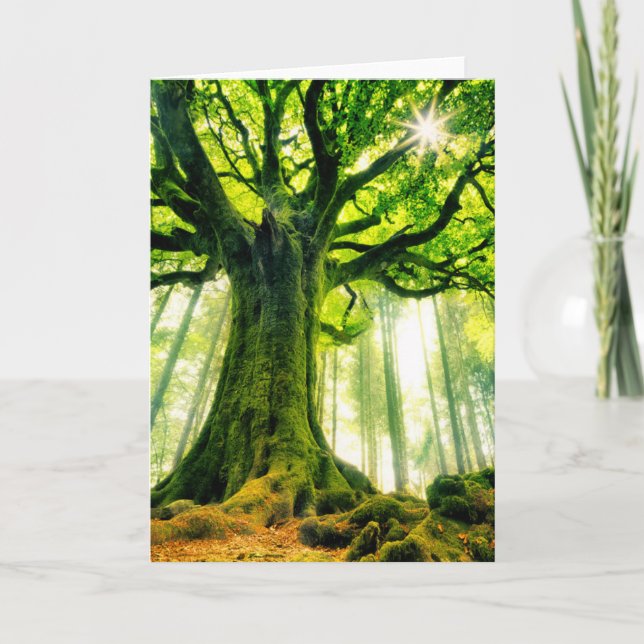 Ponthus' Beech Card (Front)