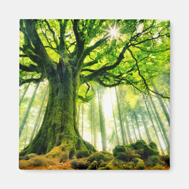 Ponthus' Beech Magnet (Front)