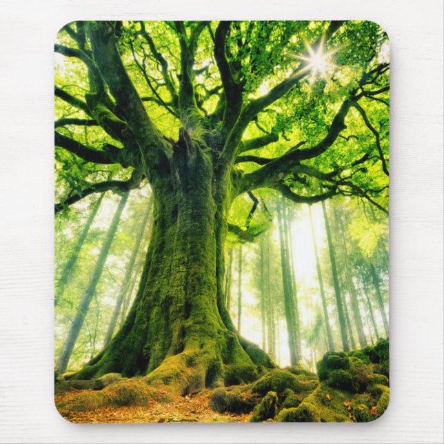 Ponthus' Beech Mouse Mat (Front)