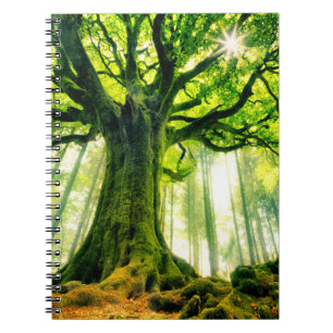 Ponthus' Beech Notebook